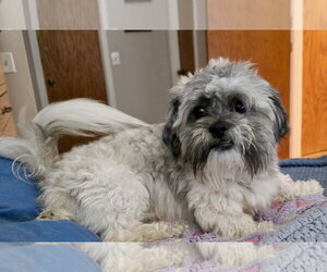 Shih Tzu Dogs for adoption in St. Louis Park, MN, USA