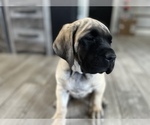 Small Photo #5 Mastiff Puppy For Sale in HESPERIA, CA, USA