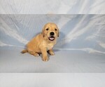 Small #8 Golden Retriever