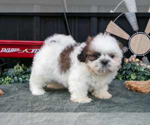 Shih Tzu Puppy for sale in CLARE, MI, USA