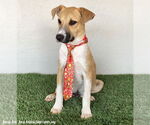 Small #1 Collie-Labrador Retriever Mix