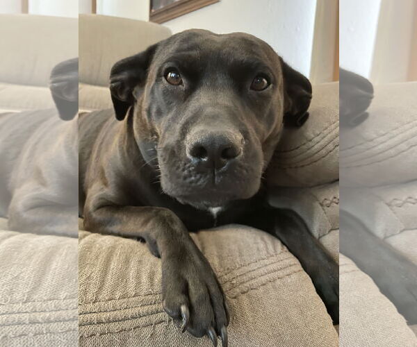 Medium Photo #3 Labrador Retriever-Unknown Mix Puppy For Sale in Williamsburg, IA, USA