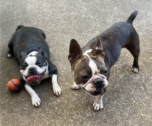 Father of the Boston Terrier puppies born on 09/29/2025