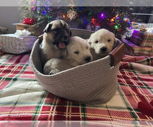 Medium Photo #12 Anatolian Pyrenees Puppy For Sale in CULDESAC, ID, USA