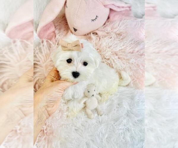 Medium Photo #3 Maltese Puppy For Sale in PEMBROKE PINES, FL, USA