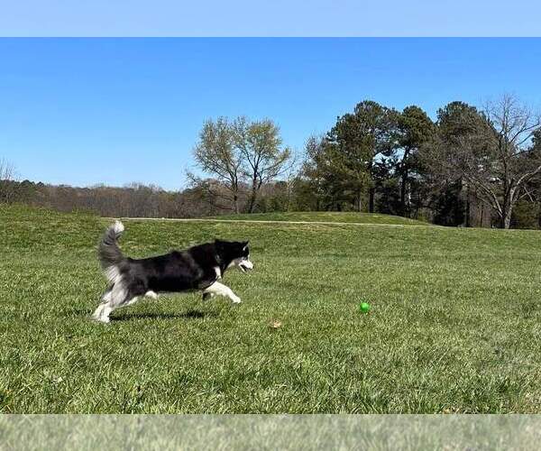 Medium Photo #5 Siberian Husky-Unknown Mix Puppy For Sale in Holly Springs, NC, USA