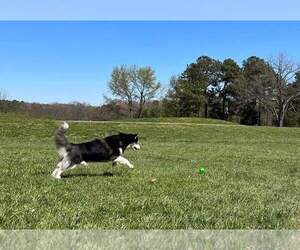 Kino - Male Siberian Husky-Unknown Mix Dog for Adoption - Photo #5
