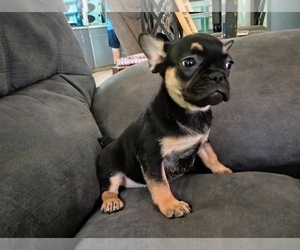 French Bulldog Puppy for Sale in CARTHAGE, Texas USA