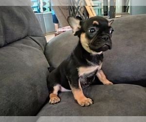 French Bulldog Puppy for sale in CARTHAGE, TX, USA