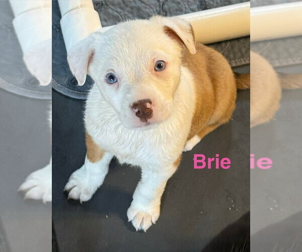 Medium Photo #1 Australian Shepherd-Unknown Mix Puppy For Sale in Aurora, IN, USA