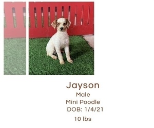 Father of the Golden Retriever-Poodle (Toy) Mix puppies born on 04/08/2022