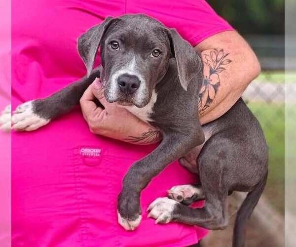 Medium Photo #2 Mutt Puppy For Sale in Royal Palm Beach, FL, USA