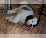 Small Photo #1 Saint Bernard Puppy For Sale in ONONDAGA, MI, USA