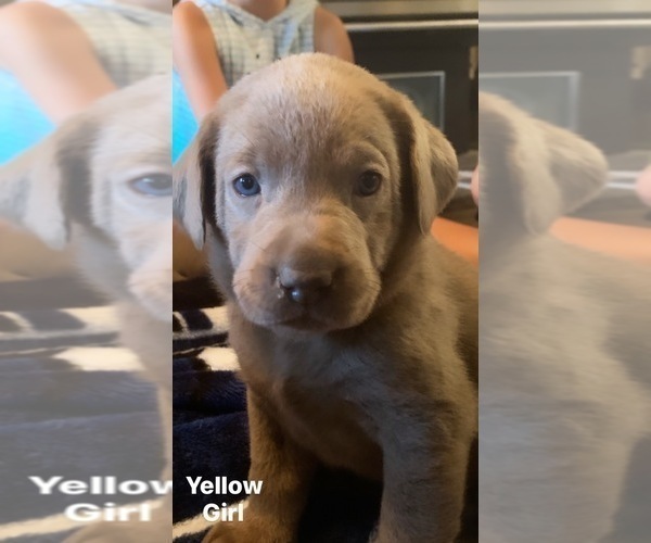 Medium Photo #1 Labrador Retriever Puppy For Sale in OUTLOOK, WA, USA