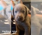 Small Photo #1 Labrador Retriever Puppy For Sale in OUTLOOK, WA, USA