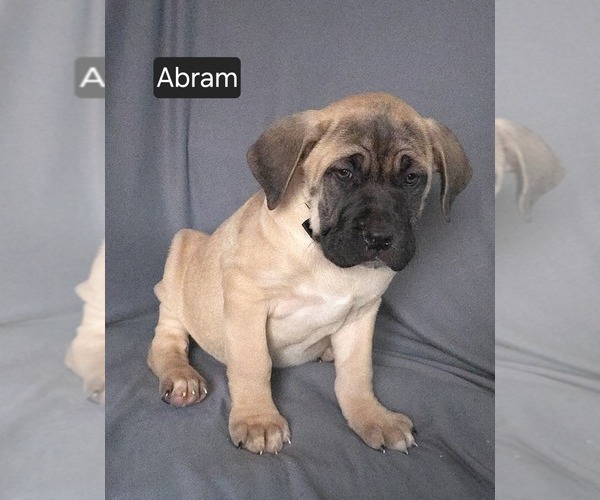 Medium Photo #8 Cane Corso Puppy For Sale in MINERAL WELLS, WV, USA