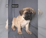 Small Photo #8 Cane Corso Puppy For Sale in MINERAL WELLS, WV, USA