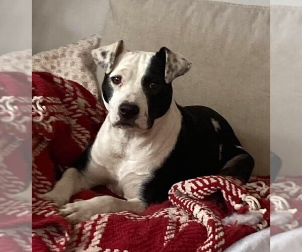 Medium Photo #3 American Pit Bull Terrier-Unknown Mix Puppy For Sale in New York, NY, USA
