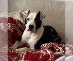 Small #2 American Pit Bull Terrier Mix