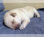 Small Photo #87 Labrador Retriever Puppy For Sale in HIGH POINT, NC, USA