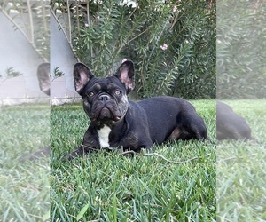 Mother of the French Bulldog puppies born on 06/04/2022