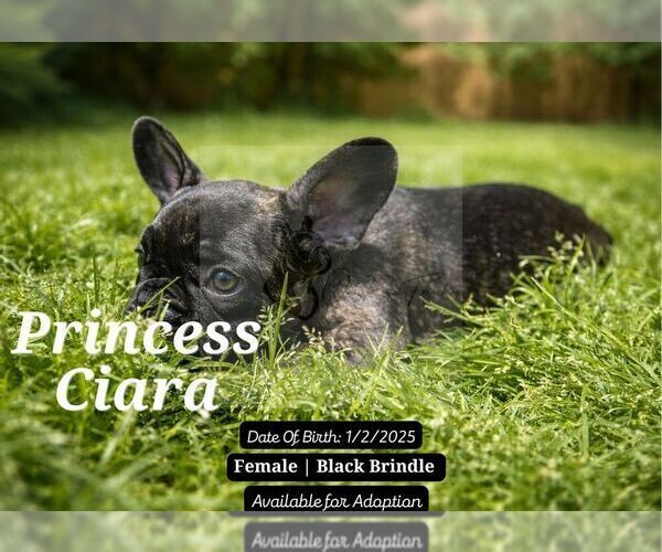 Medium Photo #3 French Bulldog Puppy For Sale in FAYETTEVILLE, GA, USA