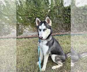 Sashimi *Foster Needed* - Female Siberian Husky Dog for Adoption - Photo #3