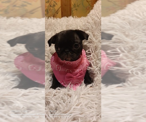 Medium Photo #1 Pug Puppy For Sale in WHITTIER, NC, USA