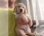 Small Photo #1 Golden Retriever Puppy For Sale in QUINLAN, TX, USA