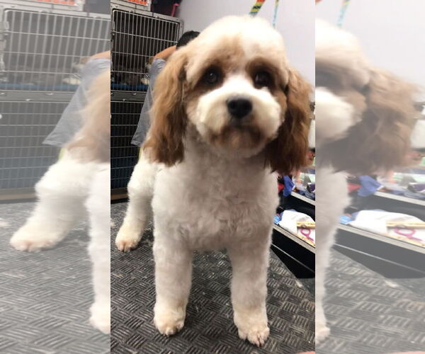 Medium Photo #1 Cavalier King Charles Spaniel-Unknown Mix Puppy For Sale in Lincolnwood, IL, USA
