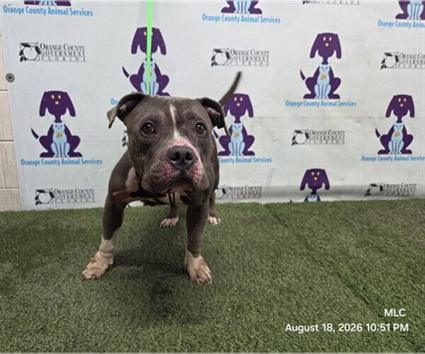Medium Photo #1 Mutt Puppy For Sale in Orlando, FL, USA