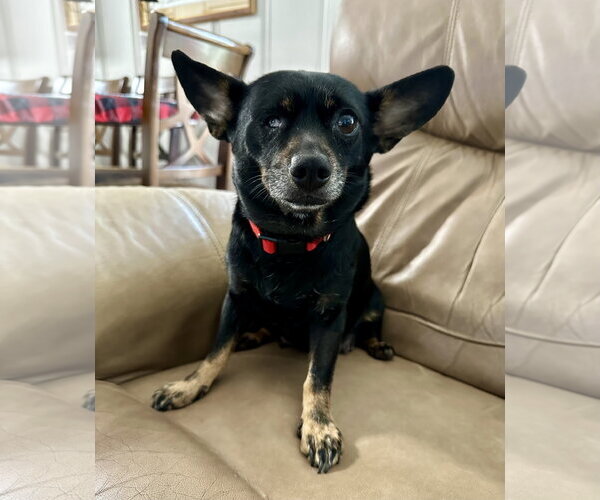 Medium Photo #3 Chihuahua-Unknown Mix Puppy For Sale in Rockaway, NJ, USA