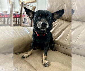 Pink Lonestar* - Female Chihuahua-Unknown Mix Dog for Adoption - Photo #3