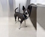 Small Siberian Husky Mix