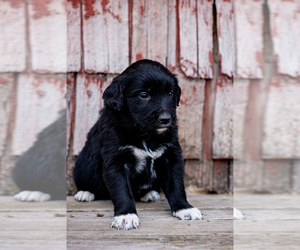 Border Collie-Golden Pyrenees Mix Puppy for sale in ANACONDA, MT, USA