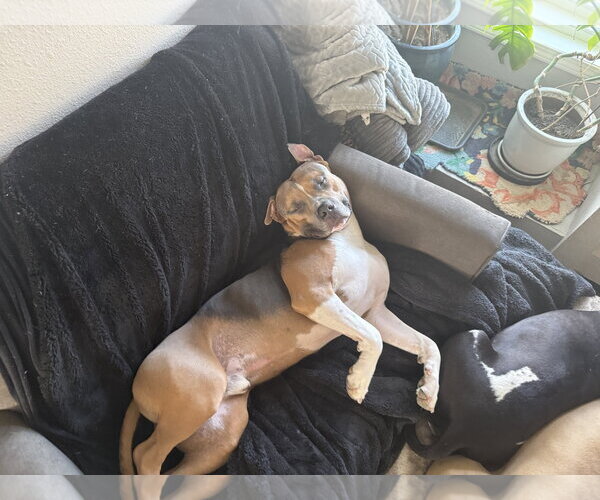 Medium Photo #4 Mutt Puppy For Sale in Fort Collins, CO, USA