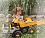 Small #1 Dachshund