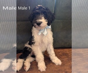 Aussiedoodle-Labradoodle Mix Puppy for sale in COLD SPRGS HI, KY, USA