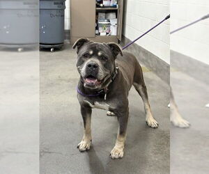 Presa Canario-Unknown Mix Dogs for adoption in Forestville, MD, USA