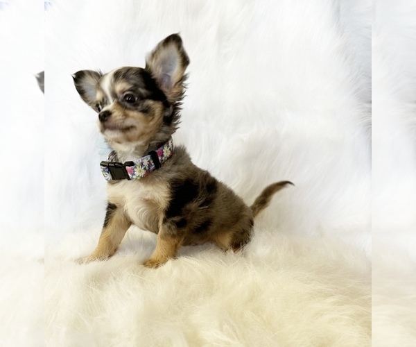 Medium Photo #4 Chihuahua Puppy For Sale in SACRAMENTO, CA, USA