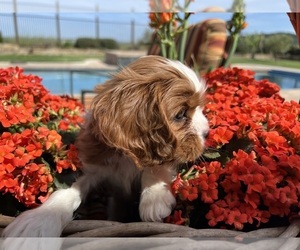 Cavalier King Charles Spaniel Puppy for sale in TEMPLETON, CA, USA