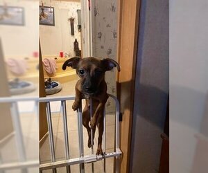 Poppy - Male Chihuahua Dog for Adoption - Photo #5