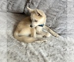 Small Photo #30 Pomsky Puppy For Sale in LOVELAND, CO, USA