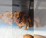 Puppy Red collar Dogue de Bordeaux