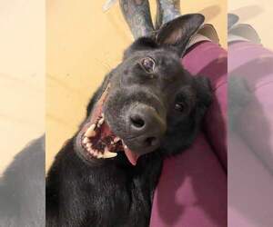 Sargeant - Male German Shepherd Dog Dog for Adoption - Photo #4