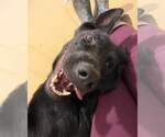Small #3 German Shepherd Dog