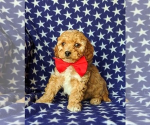 Cavachon-Poodle (Toy) Mix Puppy for sale in AIRVILLE, PA, USA