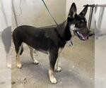 Small Siberian Husky Mix