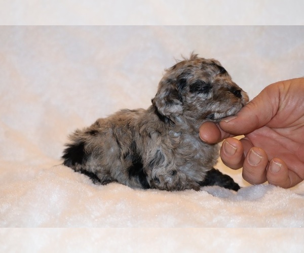 Medium Photo #13 Poodle (Toy) Puppy For Sale in DYERSBURG, TN, USA