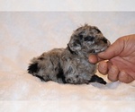Small #12 Poodle (Toy)